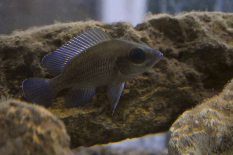 Neolamprologus toae 'Kigoma'